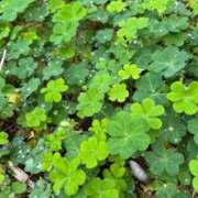 ヒメ日記 2025/02/26 17:32 投稿 かなた ファーストレディ(博多)