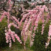 ヒメ日記 2025/03/12 21:22 投稿 かなた ファーストレディ(博多)