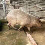 ヒメ日記 2025/03/13 15:42 投稿 かなた ファーストレディ(博多)