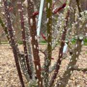 ヒメ日記 2025/03/16 00:32 投稿 かなた ファーストレディ(博多)