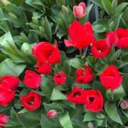 ヒメ日記 2025/03/24 04:52 投稿 かなた ファーストレディ(博多)