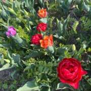 ヒメ日記 2025/04/06 20:22 投稿 かなた ファーストレディ(博多)