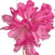 ヒメ日記 2025/05/11 16:22 投稿 かなた ファーストレディ(博多)