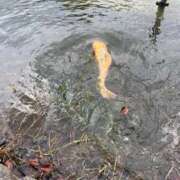 ヒメ日記 2025/05/14 19:22 投稿 かなた ファーストレディ(博多)