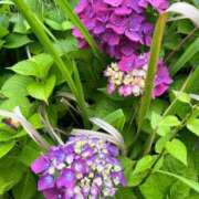 ヒメ日記 2025/06/19 05:22 投稿 かなた ファーストレディ(博多)