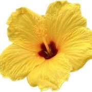 ヒメ日記 2025/07/07 20:22 投稿 かなた ファーストレディ(博多)