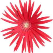 ヒメ日記 2025/10/17 20:22 投稿 かなた ファーストレディ(博多)