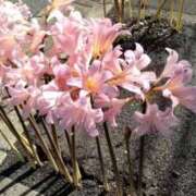 ヒメ日記 2025/09/14 11:08 投稿 千秋 高津角えび