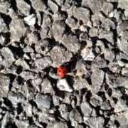 ヒメ日記 2025/12/18 12:18 投稿 千秋 高津角えび