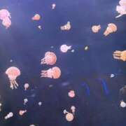 ヒメ日記 2025/08/23 21:21 投稿 萌香 める アリス女学院 日本橋校