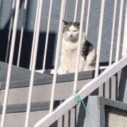 ヒメ日記 2025/01/31 13:10 投稿 舞夏/まいか ANEJE～アネージュ池袋～(ユメオト)