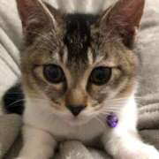 ヒメ日記 2025/04/04 21:36 投稿 舞夏/まいか ANEJE～アネージュ池袋～(ユメオト)