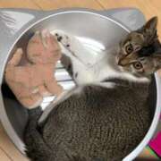 ヒメ日記 2025/05/21 20:51 投稿 舞夏/まいか ANEJE～アネージュ池袋～(ユメオト)