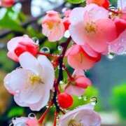 ヒメ日記 2025/04/14 08:13 投稿 ゆず いわき小名浜ちゃんこ