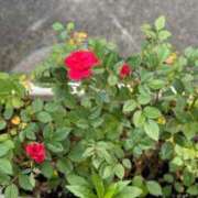 ヒメ日記 2025/05/03 18:34 投稿 悠亜（ゆあ） PLUS難波店