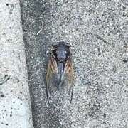 ヒメ日記 2025/09/12 08:24 投稿 悠亜（ゆあ） PLUS難波店