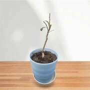 ヒメ日記 2026/02/24 08:24 投稿 悠亜（ゆあ） PLUS難波店