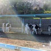 ヒメ日記 2026/04/20 13:10 投稿 ねあ 池袋あられ