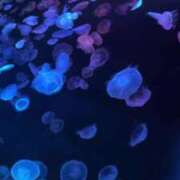 ヒメ日記 2025/04/20 16:35 投稿 かえで 萌えカワ