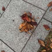 ヒメ日記 2025/11/30 18:54 投稿 きら 蒼いうさぎ