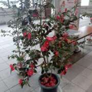 ヒメ日記 2025/03/11 09:17 投稿 にこ 待ちナビ