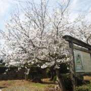 ヒメ日記 2025/04/05 09:21 投稿 にこ 待ちナビ