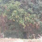 ヒメ日記 2025/12/15 11:15 投稿 にこ 待ちナビ