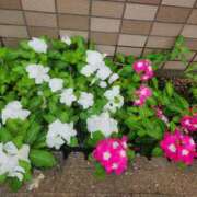 ヒメ日記 2025/09/05 22:54 投稿 えり奥様 人妻です