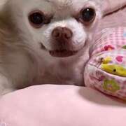 ヒメ日記 2025/10/06 19:23 投稿 えり奥様 人妻です