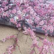 ヒメ日記 2026/03/05 11:13 投稿 えり奥様 人妻です