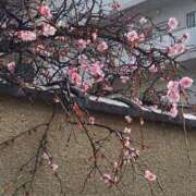 ヒメ日記 2026/03/16 17:37 投稿 えり奥様 人妻です