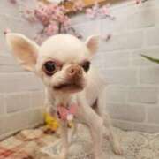 ヒメ日記 2026/03/27 12:34 投稿 えり奥様 人妻です