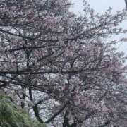 ヒメ日記 2026/04/02 06:34 投稿 えり奥様 人妻です