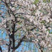 ヒメ日記 2026/04/03 10:03 投稿 えり奥様 人妻です