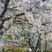 ヒメ日記 2026/04/06 07:41 投稿 えり奥様 人妻です
