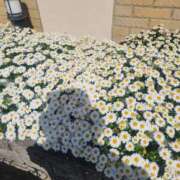 ヒメ日記 2026/04/18 08:12 投稿 えり奥様 人妻です