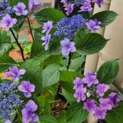 ヒメ日記 2026/06/05 13:22 投稿 えり奥様 人妻です