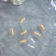 ヒメ日記 2026/09/14 06:57 投稿 えり奥様 人妻です