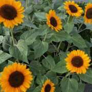 ヒメ日記 2025/09/14 21:38 投稿 山岡万理恵 五十路マダム 博多店