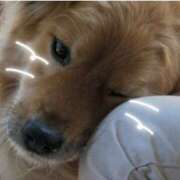 ヒメ日記 2025/05/17 00:00 投稿 アオイ Club 妻