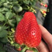 ヒメ日記 2025/06/07 09:09 投稿 アオイ Club 妻