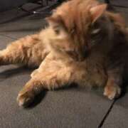 ヒメ日記 2025/07/31 16:23 投稿 アオイ Club 妻