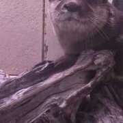 アオイ 本日(月)１０時～います♡ Club 妻