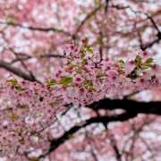 ヒメ日記 2025/03/25 18:44 投稿 ワカナ Club 妻