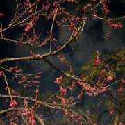 ヒメ日記 2025/03/02 21:35 投稿 ゆき 西船人妻花壇