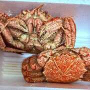 ヒメ日記 2025/04/16 21:59 投稿 ゆき 西船人妻花壇