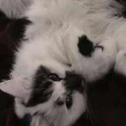 ヒメ日記 2025/11/15 00:26 投稿 なぎさ 極SPA（中洲）