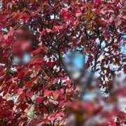 ヒメ日記 2025/11/22 22:30 投稿 ちさこ ぷるるんマダム 難波店