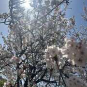 ヒメ日記 2025/04/20 07:01 投稿 神楽愛寧 Guilty concept A