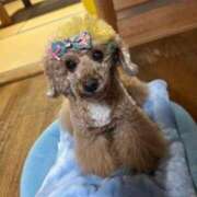 ヒメ日記 2025/07/15 15:56 投稿 かおるこ 横浜ひよこ倶楽部